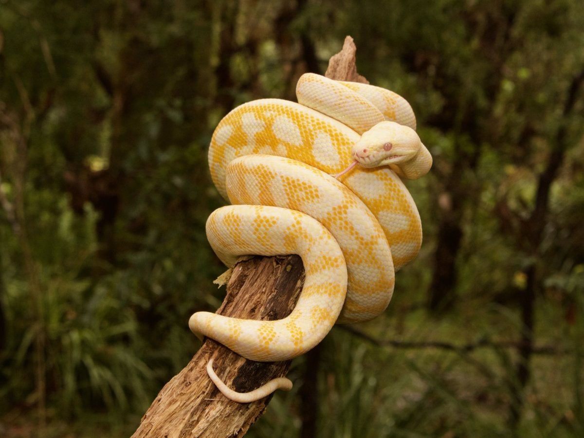 python