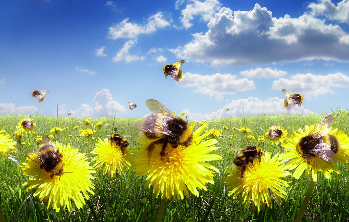 shutterstock 110543936 bumble bees and daisies in a green meadow under blue sky and white clouds
