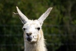 What is Llama 2? Meta’s large language model explained